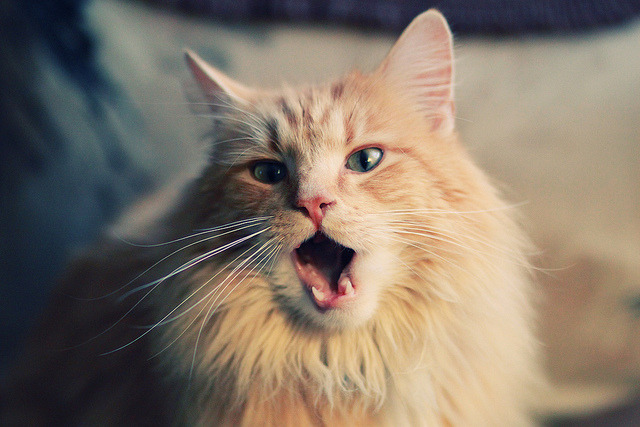 FBSPORTS-【训练花絮】核心球员高强度训练的幕后,球星教你核心力量训练