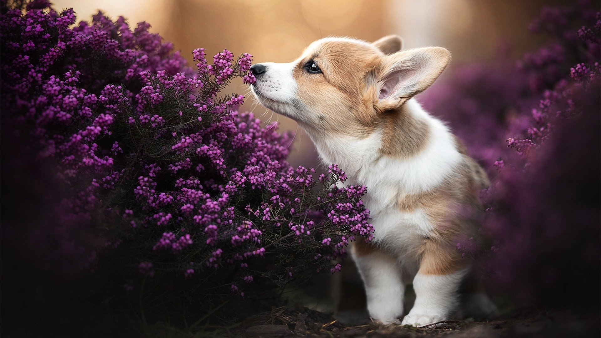 fb体育中国-全民运动汇:跨年龄的健康生活