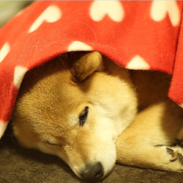 FB体育官方网站-北京青少年篮球训练营吸引数百名学生参与，2021北京青少年篮球俱乐部