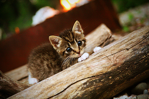 FB体育注册网址-德甲激烈角逐，球迷支持不断，德甲 集锦