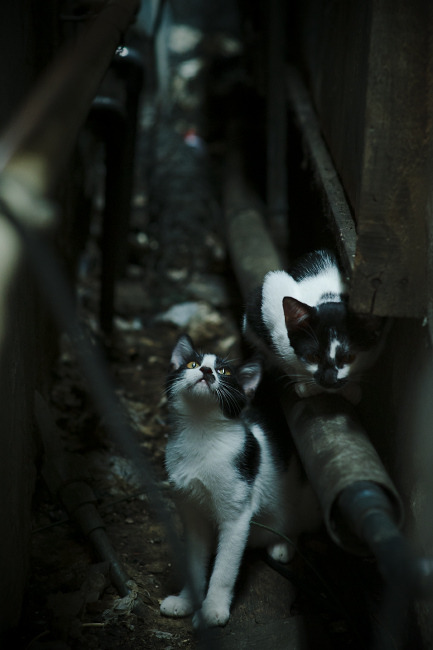 FB体育注册网址-德甲激烈角逐，球迷支持不断，德甲 集锦