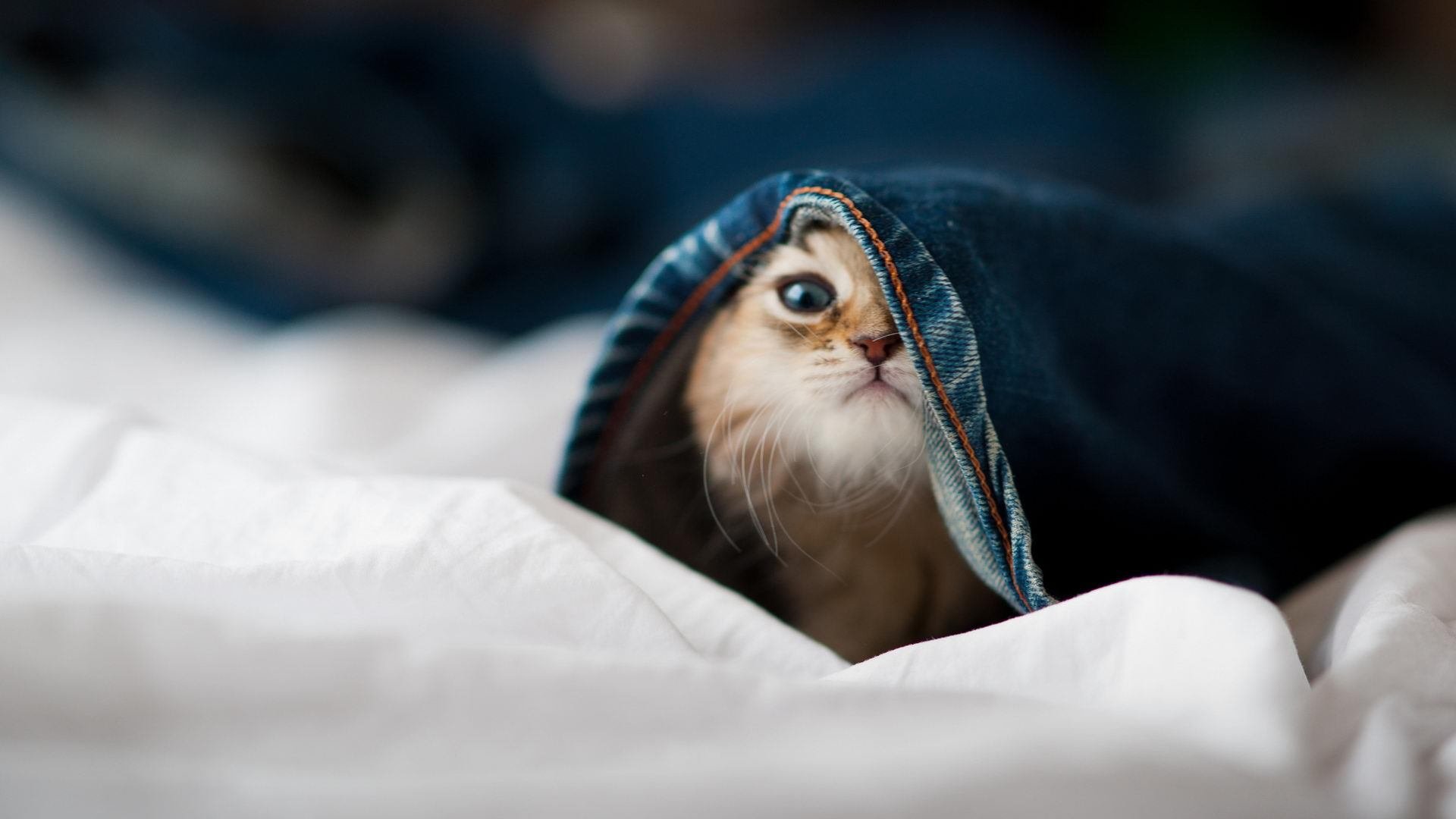 fb体育全站-曼联在欧冠中开启逆转大戏,曼联拄拐队拿下欧联杯冠军