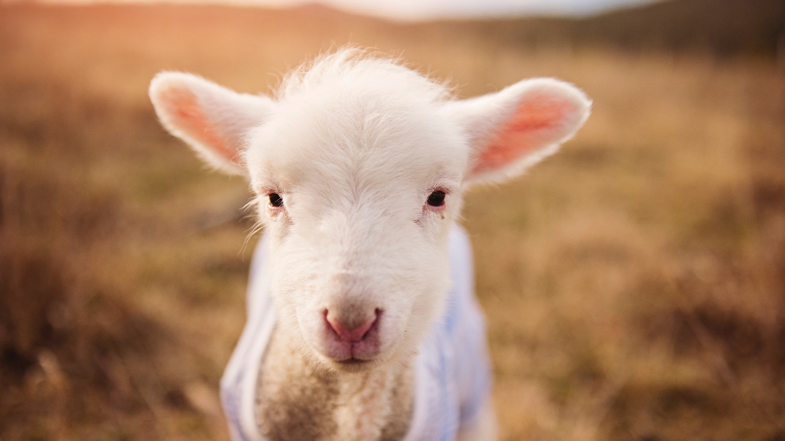 FBSPORTS-英超青训课程增加心理韧性训练应对高压比赛，英超本队青训