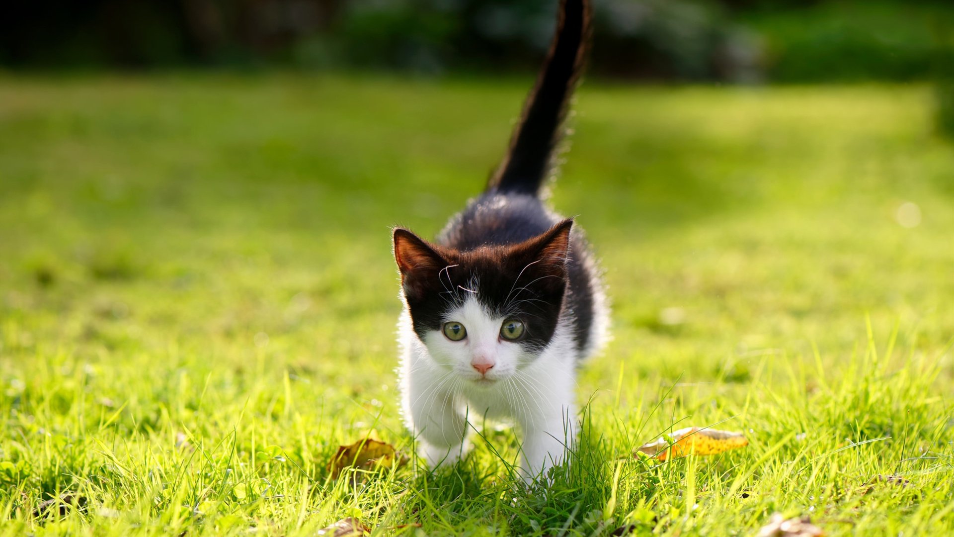 FB体育注册网址-西甲裁判使用语义处理系统识别语言模糊指令的应用研究，西甲裁判数据